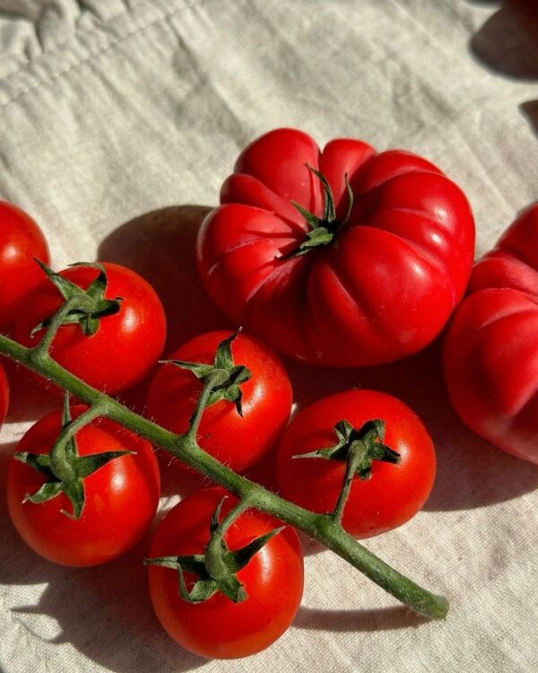 Bougie parfumée Adopo - Tomato – Image 2