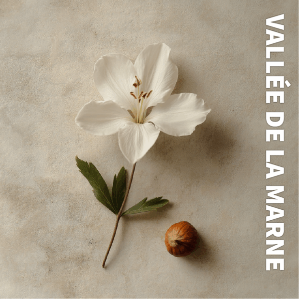 Bougie MARSAULT – Vallée de la Marne – Image 2